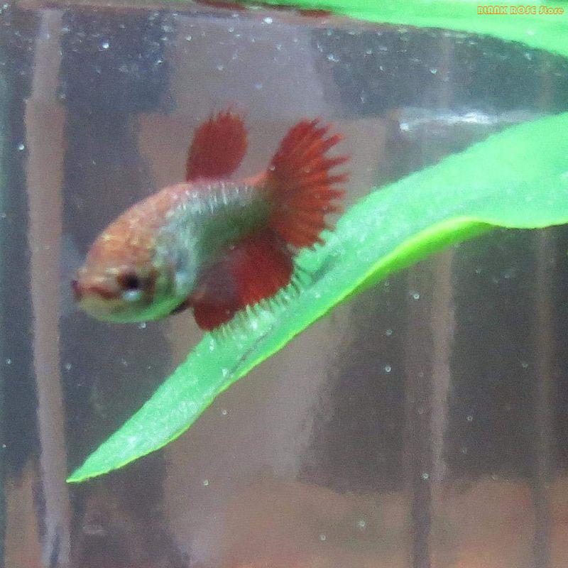 Aquarium Fish Beautiful - K1AE аквариумы для рыбы, украшение для
