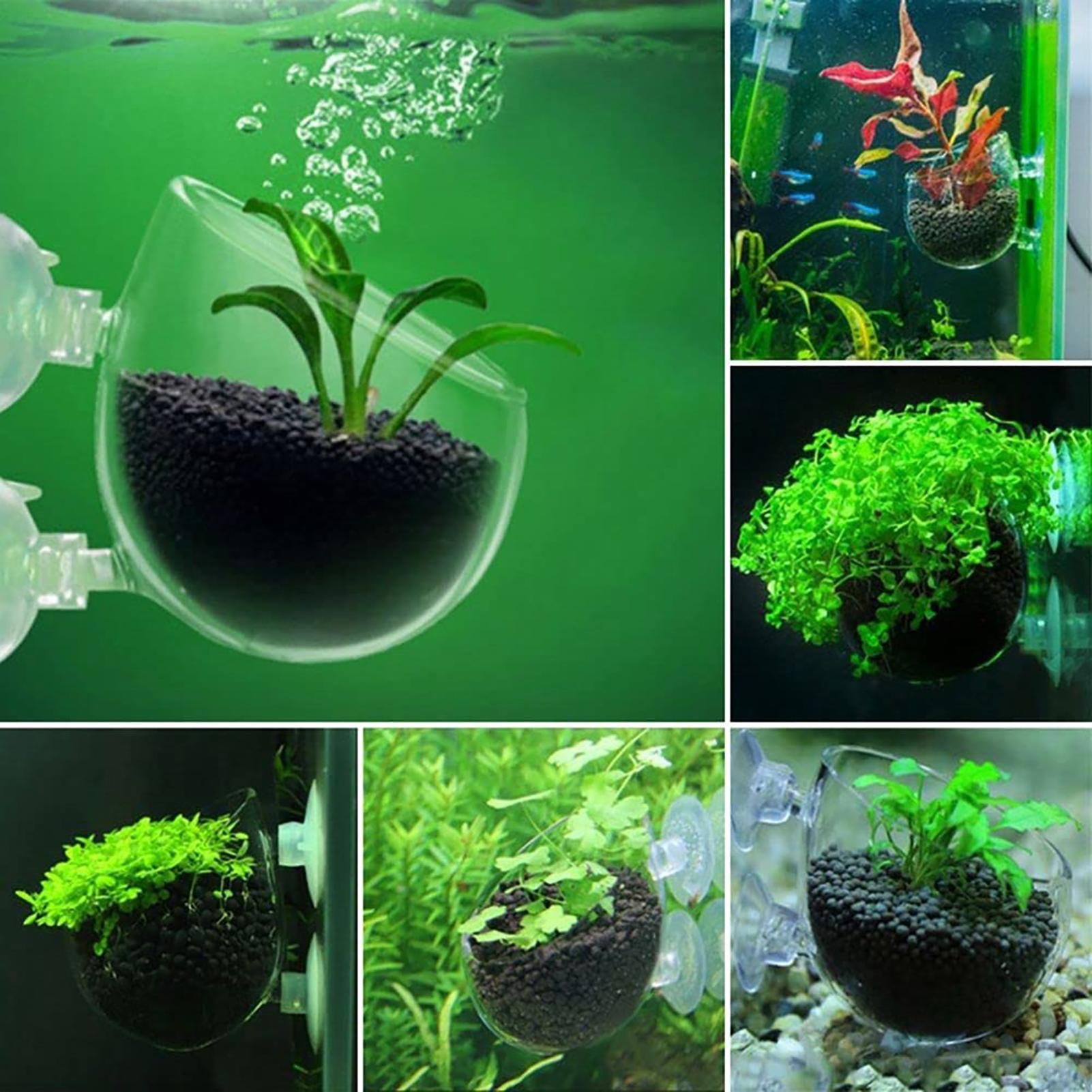 Акриловый стакан-горшок для ак – обзор и цена Aquarium Fish Beautiful