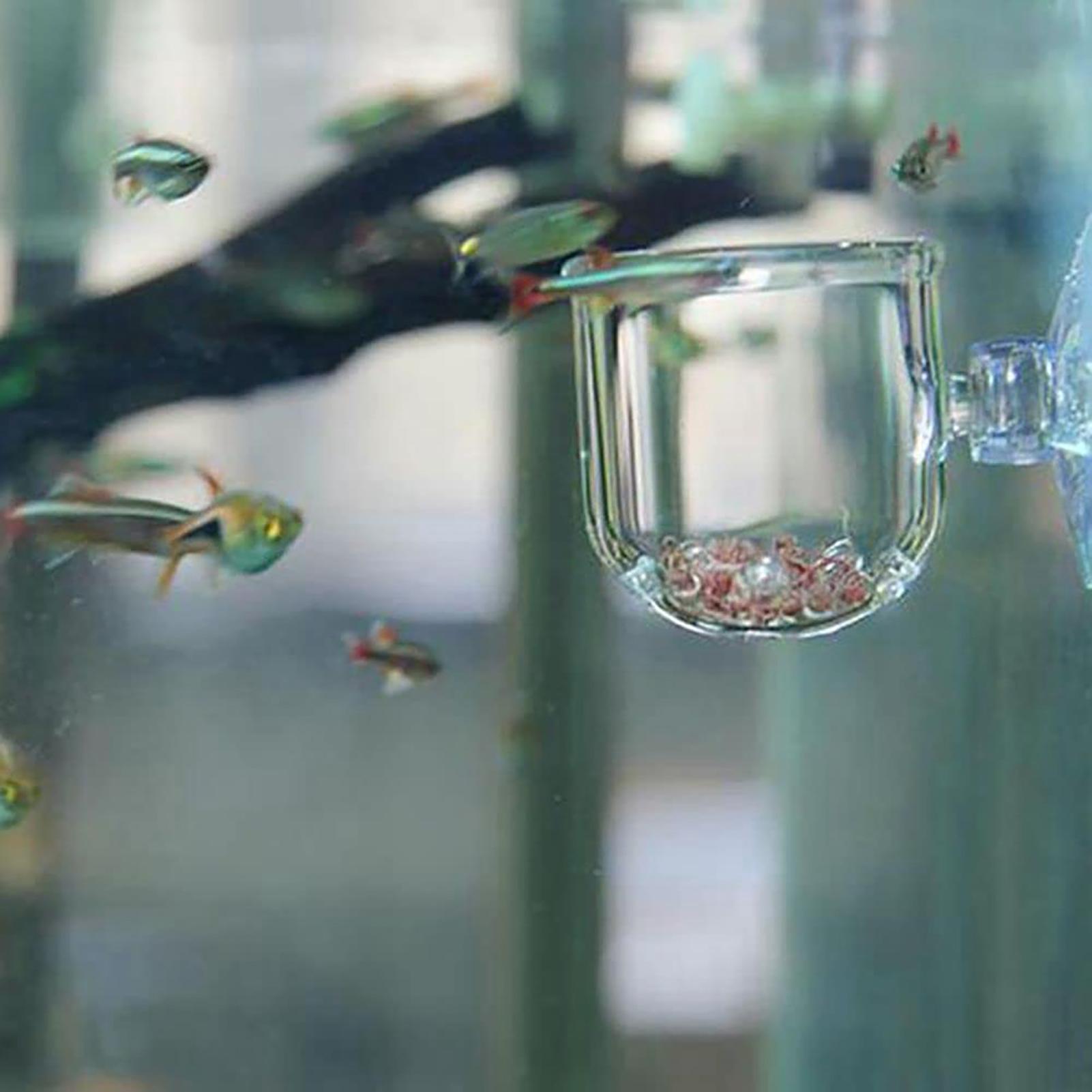 Акриловые горшки для аквариумн – обзор и цена Aquarium Fish Beautiful