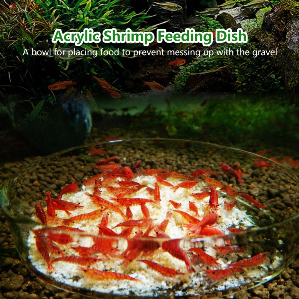 Прозрачная акриловая миска для – обзор и цена Aquarium Fish Beautiful