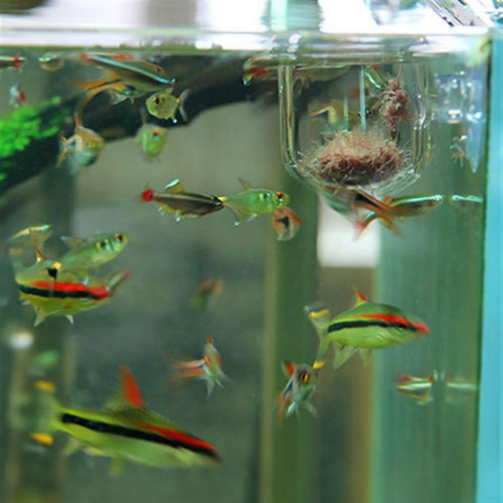 Акриловый стакан-горшок для ак – обзор и цена Aquarium Fish Beautiful