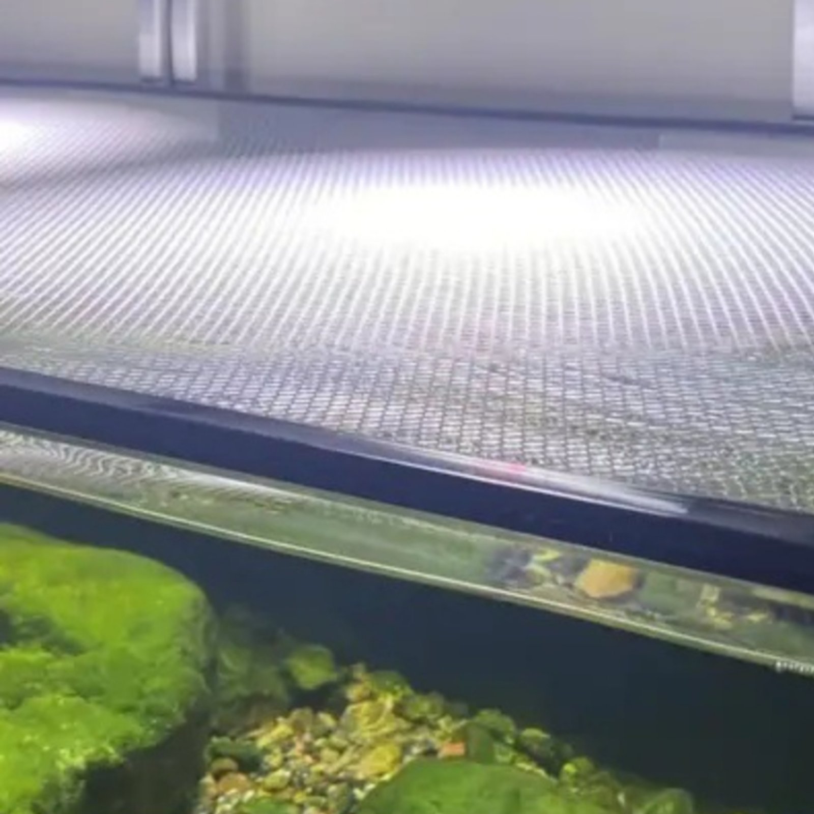 Сетчатая крышка для аквариума: – обзор и цена Aquarium Fish Jumping